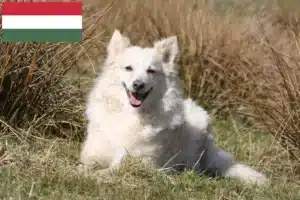 Read more about the article Mudi breeders and puppies in Hungary