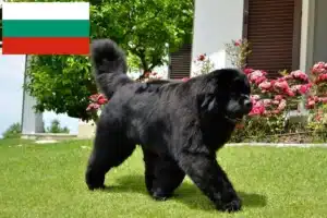 Read more about the article Newfoundland breeders and puppies in Bulgaria