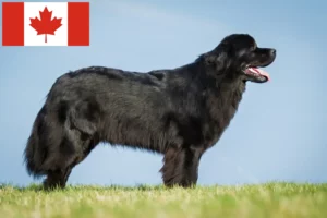 Read more about the article Newfoundland breeders and puppies in Canada