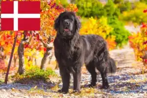 Read more about the article Newfoundland breeders and puppies in Denmark