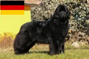 Read more about the article Newfoundland breeders and puppies in Germany