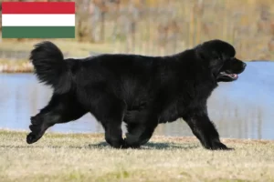 Read more about the article Newfoundland breeders and puppies in Hungary