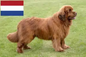 Read more about the article Newfoundland breeders and puppies in the Netherlands