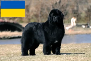 Read more about the article Newfoundland breeders and puppies in Ukraine