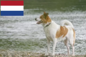 Read more about the article Norrbottenspitz breeders and puppies in the Netherlands