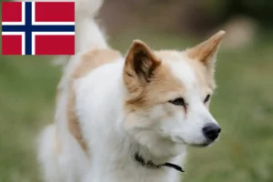 Read more about the article Norrbottenspitz breeders and puppies in Norway