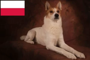 Read more about the article Norrbottenspitz breeders and puppies in Poland