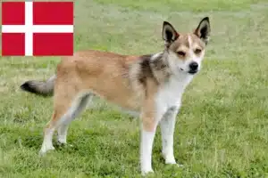 Read more about the article Norwegian Lundehund breeders and puppies in Denmark