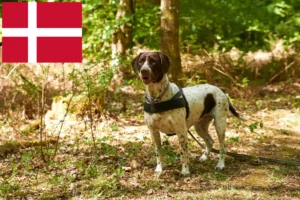 Read more about the article Old Danish Pointing Dog breeders and puppies in Denmark