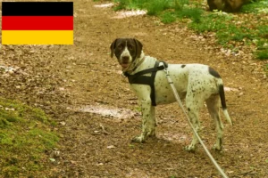 Read more about the article Old Danish Pointing Dog breeders and puppies in Germany