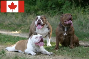 Read more about the article Olde English Bulldog breeders and puppies in Canada