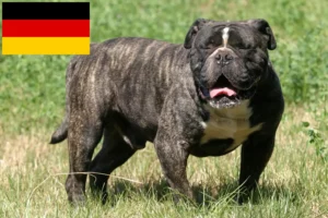 Read more about the article Olde English Bulldog breeders and puppies in Germany