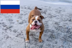 Read more about the article Olde English Bulldog breeders and puppies in Russia