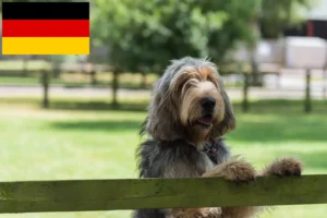 Read more about the article Otterhund breeders and puppies in Germany
