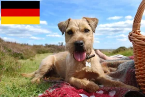 Read more about the article Patterdale Terrier breeders and puppies in Germany