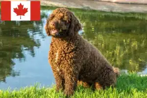 Read more about the article Perro de Agua Español breeders and puppies in Canada