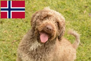 Read more about the article Perro de Agua Español breeders and puppies in Norway