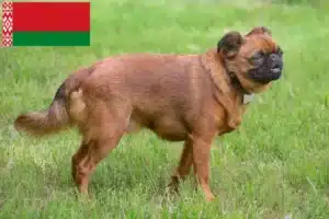 Read more about the article Petit Brabançon breeders and puppies in Belarus