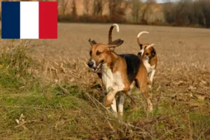 Read more about the article Poitevin breeders and puppies in France