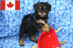 Read more about the article Pomapoo breeders and puppies in Canada