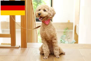 Read more about the article Poodle breeders and puppies in Germany