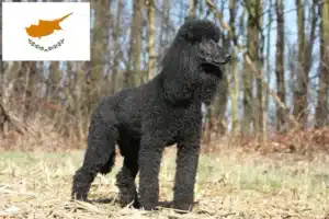 Read more about the article Poodle breeders and puppies in Cyprus