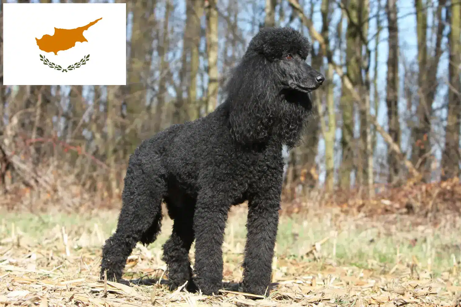 Read more about the article Poodle breeders and puppies in Cyprus