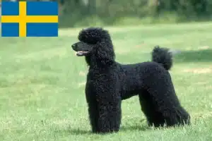Read more about the article Poodle breeders and puppies in Sweden