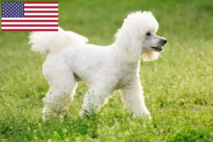 Read more about the article Poodle breeders and puppies in the USA