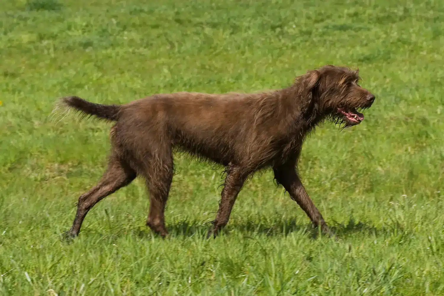 Read more about the article Poodle pointer breeder