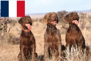 Read more about the article Pudelpointer breeders and puppies in France