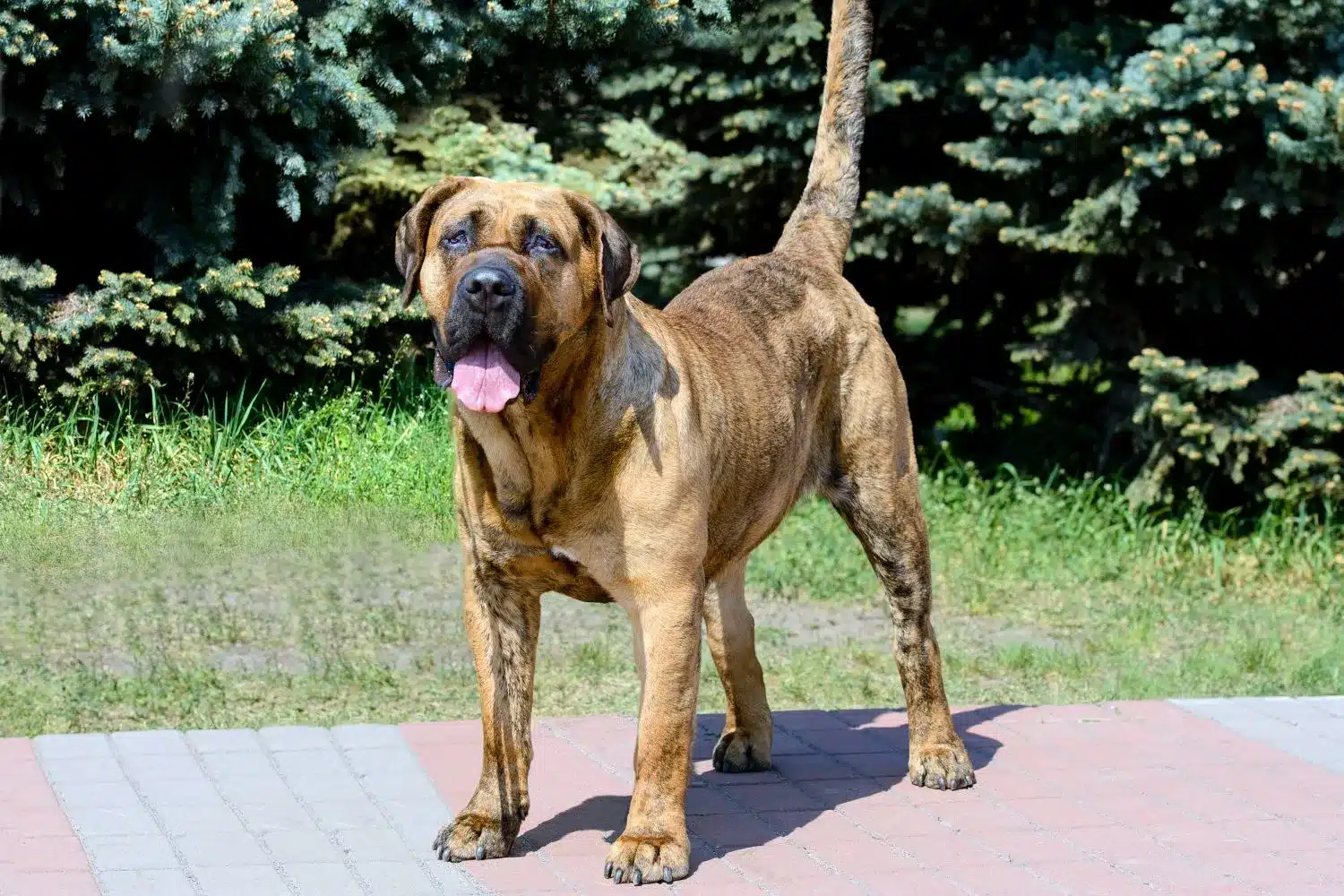 Read more about the article Presa Canario breeder