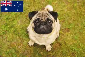 Read more about the article Pug breeders and puppies in Australia