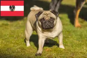 Read more about the article Pug breeders and puppies in Austria