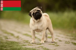 Read more about the article Pug breeders and puppies in Belarus