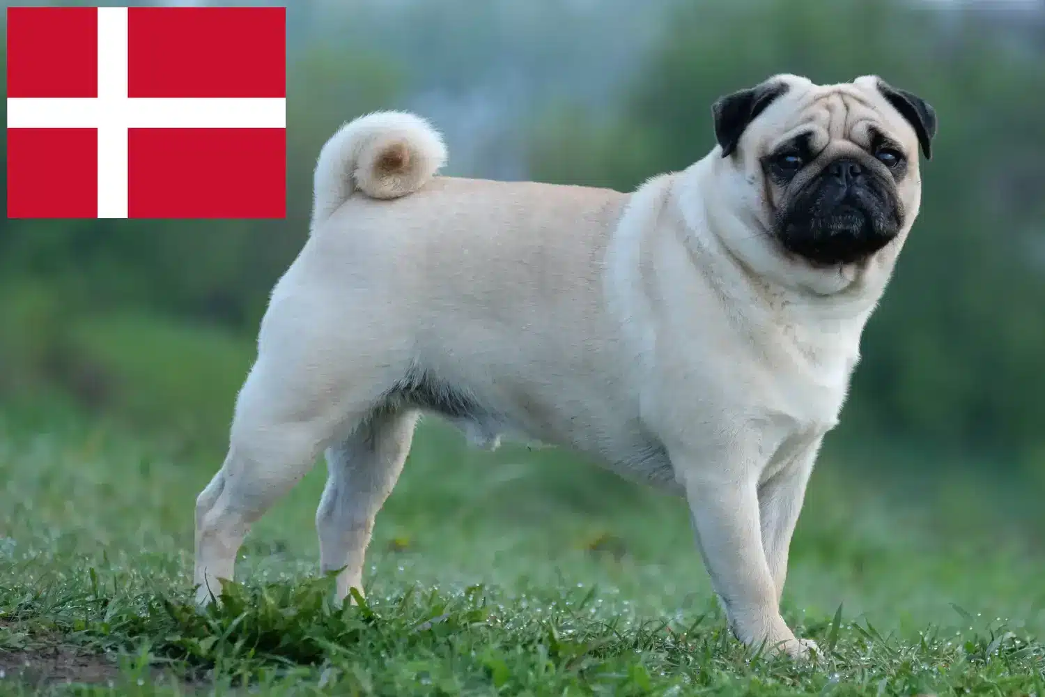 Read more about the article Pug breeders and puppies in Denmark