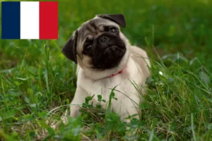 Read more about the article Pug breeders and puppies in France