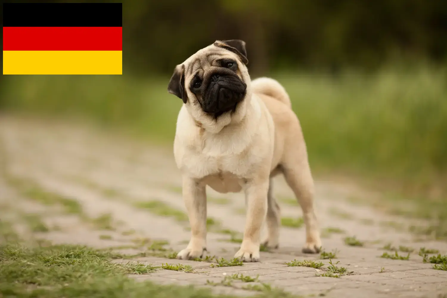 Read more about the article Pug breeders and puppies in Germany