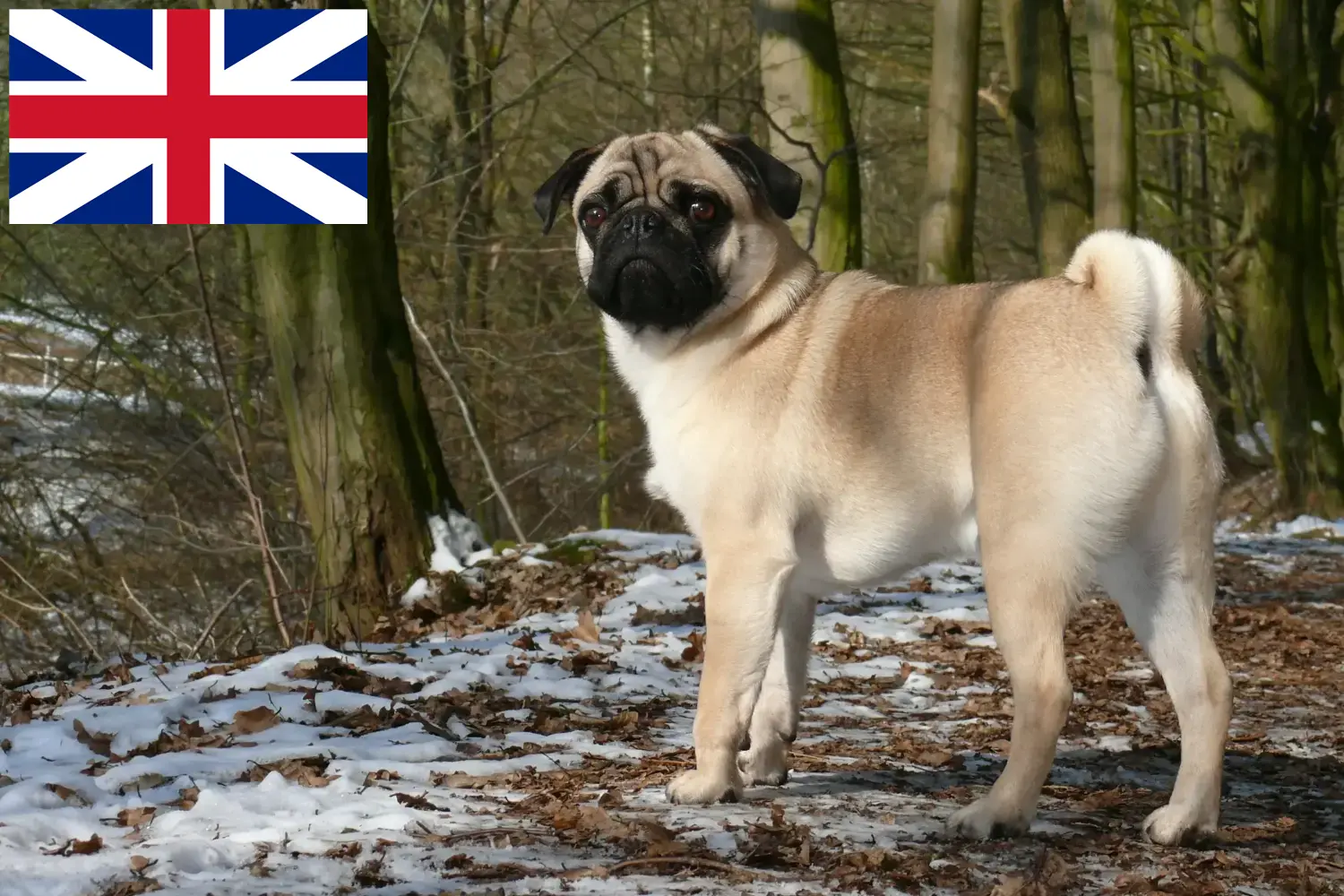 Read more about the article Pug breeders and puppies in Great Britain