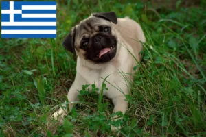 Read more about the article Pug breeders and puppies in Greece