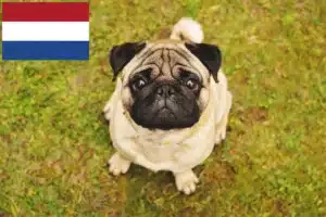 Read more about the article Pug breeders and puppies in the Netherlands