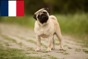 Read more about the article Pug breeders and puppies in Réunion