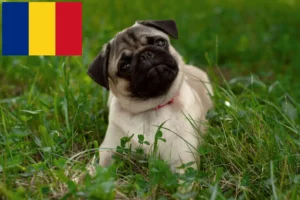 Read more about the article Pug breeders and puppies in Romania