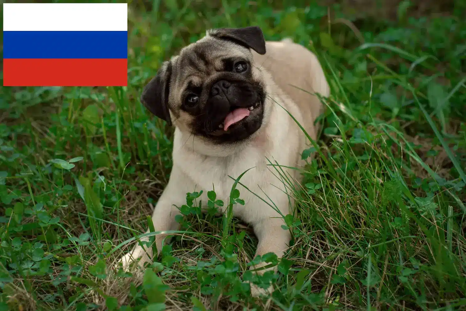 Read more about the article Pug breeders and puppies in Russia