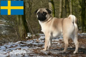 Read more about the article Pug breeders and puppies in Sweden