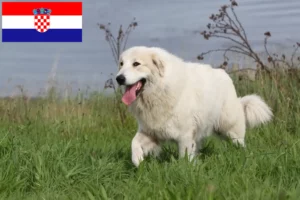 Read more about the article Pyrenean Mountain Dog breeders and puppies in Croatia