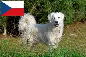 Read more about the article Pyrenean Mountain Dog breeders and puppies in the Czech Republic