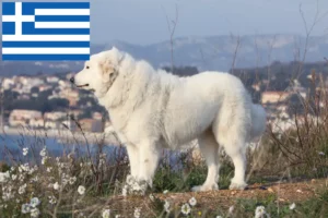 Read more about the article Pyrenean Mountain Dog breeders and puppies in Greece