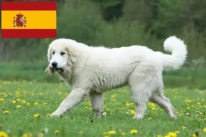 Read more about the article Pyrenean Mountain Dog breeders and puppies in Spain