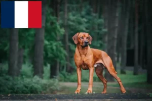 Read more about the article Rhodesian Ridgeback breeders and puppies in France